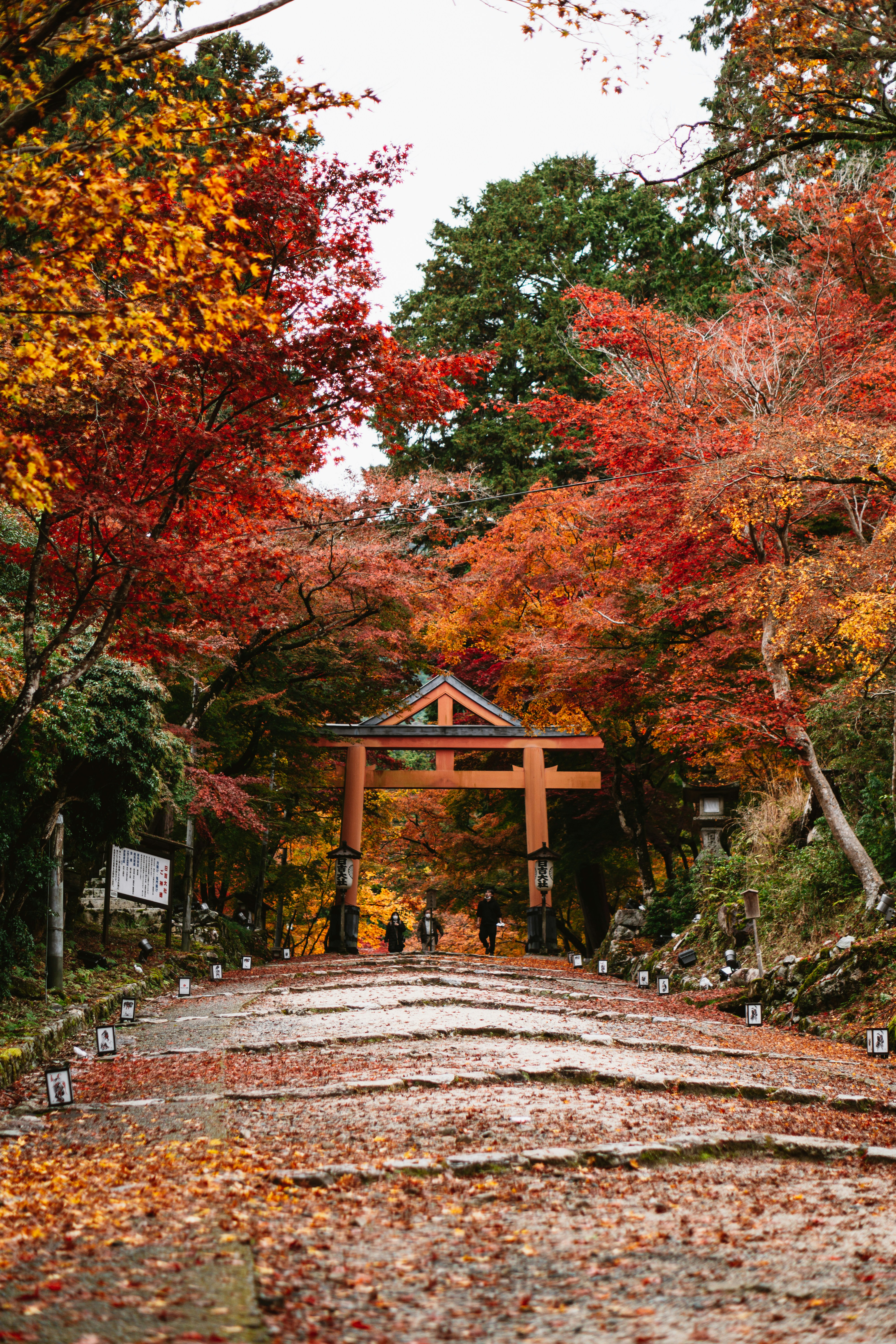 Torii en Kioto rodeado de momiji en noviembre · Photo: Unsplash