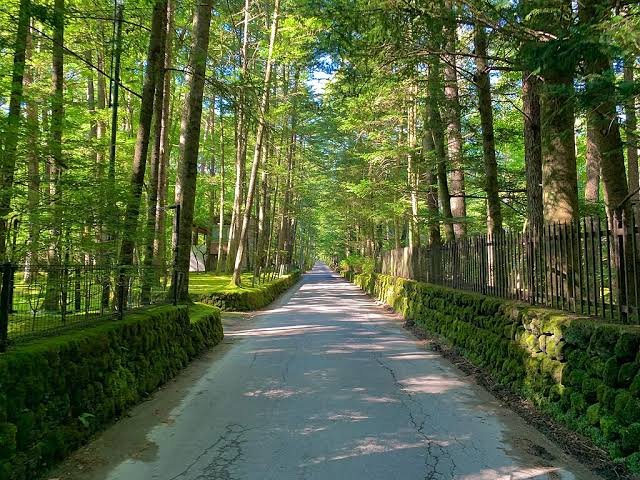 Bosque de abedules y arces en Karuizawa, refugio de montaña