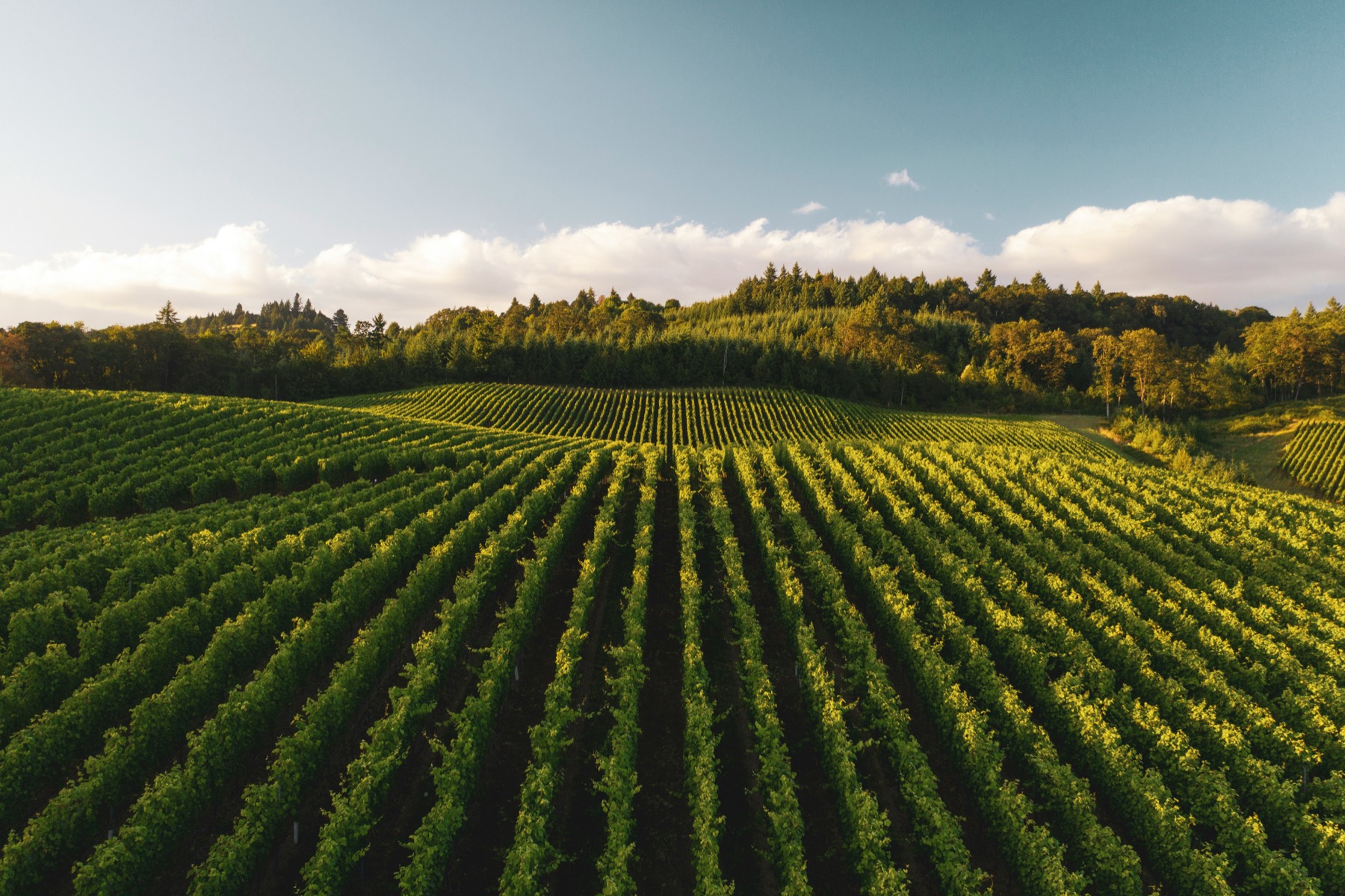Viñedos en hileras sobre colinas suaves de Franciacorta en la cosecha de otoño